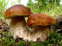 mushroomscepes